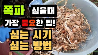 쪽파 심을 때 가장 중요한 것! 쪽파심기, 쪽파심는시기와 방법, 쪽파심는시기, 쪽파키우기, 쪽파심는법, 쪽파재배