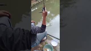 Cari Ikan Patin Dapatnya Ikan Mas