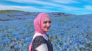 Hitachi Seaside Park // baby blue eyes - Japan Travel Vlog