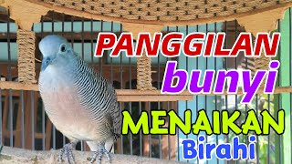 Menaikan Birahi Perkutut Bikin Rajin Bunyi