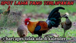 BERBURU AYAM HUTAN & SINTAR‼️// DI WAKTU YANG TIDAK TEPAT// ASLI BIKIN NGERIK.....