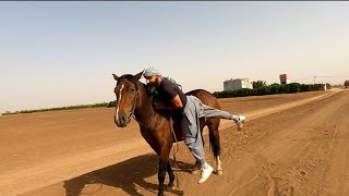 الحصان المنطلق