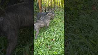 Micro Bully Vs. Nano Bully Playtime 🐾🐾