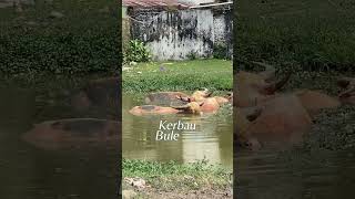 Cara kerbau mandi , kerbau bule solo #shortsvideo #kerbaubule #solo