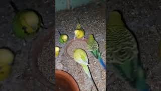 beautiful birds eating food #youtube #beautiful #birds