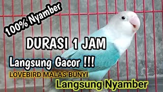 Suara Burung Lovebird NGEKEK PANJANG, Pancingan Lovebird PALING CEPAT BIKIN BUNYI