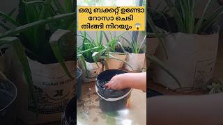 ബക്കറ്റ് ഉണ്ടോ?? റോസ് തിങ്ങി നിറയും /poppy vlogs