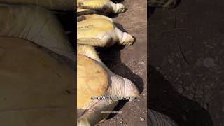 Heartwarming Turtle Rescue Mission 🐢 | Villagers Save Turtles from Slaughter  #shorts