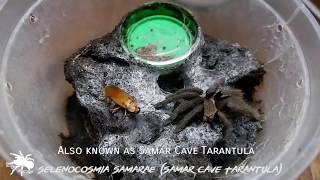 Samar Cave Tarantula (Feeding Video) | Gorby Exotics Vlog 1