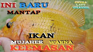 Menangkap ikan,dapat ikan mujaher berwarna keemasan sungguh indah sekali warnanya.