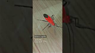 Serious pest of cotton crop- Red cotton bug #bug #cotton #redbug #nature #shorts #pest