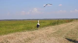 Releasing different species into the wild