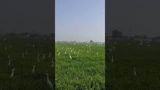 Birds are having fun in the green fields | JB Malik Vlogs | #shorts #shortsvideo #viral