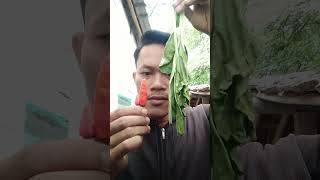 Makan daun sawi hijau pake cabe rawit #shorts #trending #tiktok