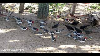 BANDO DE CARDEAIS DO NORDESTE & CHUPINS