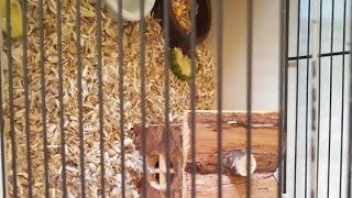 Live Nieuwe Hamsters Bij Elkaar