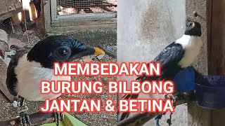 Cara Mudah Membedakan Burung Bilbong atau Bimbi Jantan dan Betina