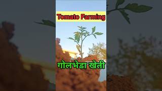 Huge Tomato Farming#shorts#youtubeshorts