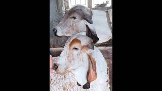 bansi gir breeding farm-viradi