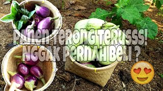 Eps. 50 Gardening || Alhamdulillah Panen Terong Organik Ke-29 Kali😍 Hemat! Gk Pernah Beli Terong!