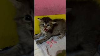 PERTAMA KALI ANAK KUCING MELIHAT MANUSIA