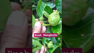 PROSES PEMBENTUKAN BUAH MENGKUDU