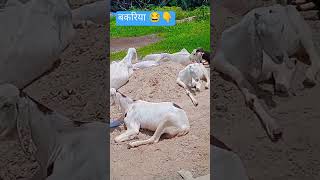 बकरिया 😂 #shortvideo #shortvideo ##villagelife #shorts  #kisan #trending #nature #shortfeed