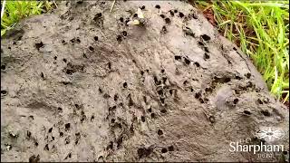 Dung beetles dig poo at The Sharpham Trust