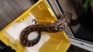 #Tigerpython / Indian#Rockpython (#Python molurus molurus)kriecht a.Transportbox ins Terra.#serpent