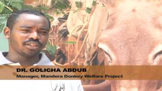 Donkey Welfare and Livelihood Project