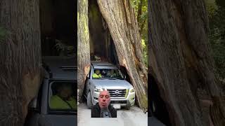 Driving Through a Redwood Trunk #shortsviral #why #cars