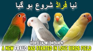 EK NAYA FRAUD SHURU HO GAYA HAI 😲😲 | NEW SCAM STARTED IN LOVE BIRDS FIELD | AA BIRDS INFORMATION