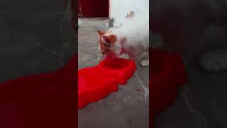 #shorts #short #shots #cat #cats #catlover #viralvideos #viralvideo #viralclips #karachi