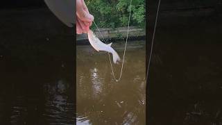 TROUT MAGNET in Saltwater Catches a Surprise!