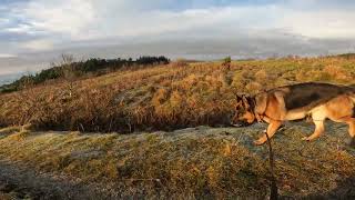 German shepherd on walk. Eros på tur. 18.11.2024. still you tubes most boring video part 1.