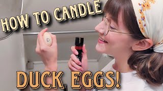 How to candle DUCK EGGS and a very happy FIRST ANNIVERSARY! - French Farm Life - Ep. 8