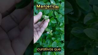 Para que serve o chá de manjericão. #shortvideo #remédios #dicas  #dicasnaturais #antioxidantes