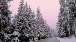 A ROAD OF WHITE CHRISTMAS TREES