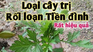 Bài thuốc trị Rối loạn tiền đình. PHAN HẢI Vlog.