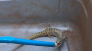 Catching a very aggressive alligator lizard. BITE WARNING