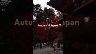 #autumn #japan #momiji #nature #travelvlog