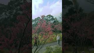 Cherry blossom/yangmingshan taiwan