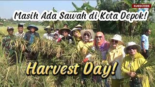 Ada Sawah Di Depok!!! | Panen Raya di Kelurahan Tapos