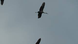 Sandhill Cranes