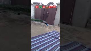 Peacock in courtyard. #rajasthan #desertlife #namaste