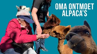 Oma van 96 jaar ontmoet alpaca’s