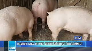 TRANSPORT ILEGAL DE PORCI, DEPISTAT DE POLIȚIȘTII DIN CĂLIMĂNEȘTI