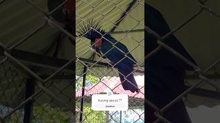 jambul nya #aceh #burung #viralburung #vidioterbaru #viralshort #viralvideos