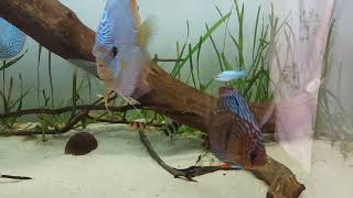 Light planted discus community ,clown loach, rams, Frontosa,  calvus