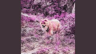 Glorious Ambiance for Puppy Playing